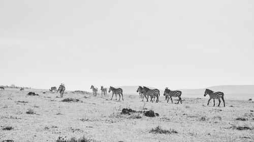 Horses on field against clear sky