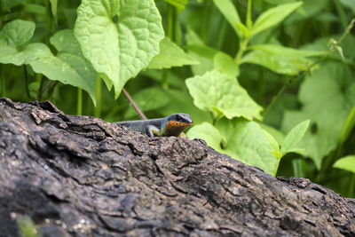 animal wildlife