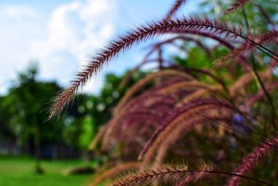 Close-up of grass growing on field against sky