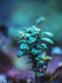 Close-up of flowering plant