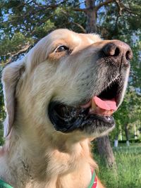 Close-up of a dog looking away