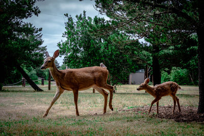 Deer standing in a field
