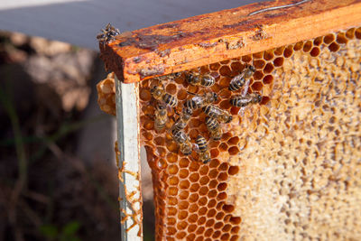 Close-up of bee on field