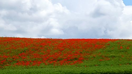 Scenic view of red flowering plants on land against sky