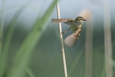 Bird flying