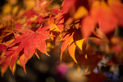 Close-up of maple leaves on tree