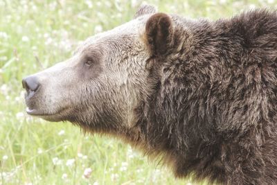 Close-up of grizzly bear on field