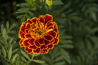 Close-up of orange flower