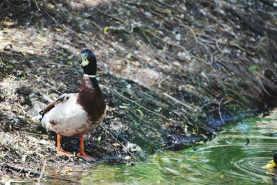 Close-up of bird perching on lake