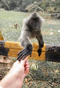 Cropped hand giving food to monkey