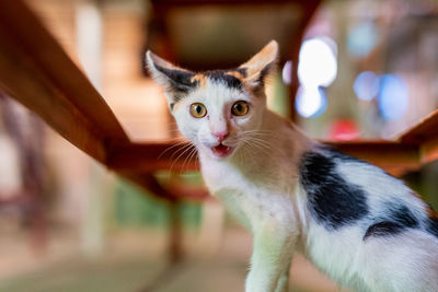 Close-up portrait of kitten