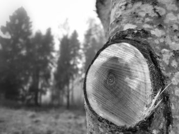 Close-up of tree trunk