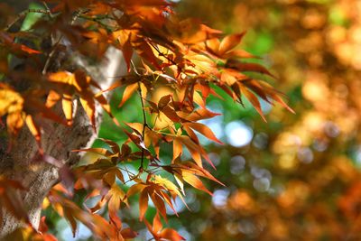 Close-up of maple tree