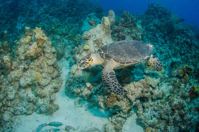 Turtle on coral