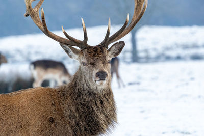 Portrait of deer