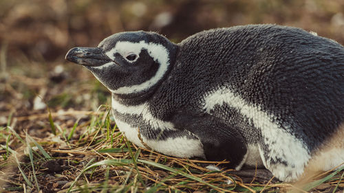 Close-up of bird perching on field