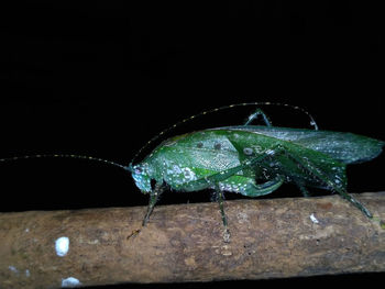 Close-up of insect on wood