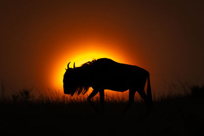 Blue wildebeest