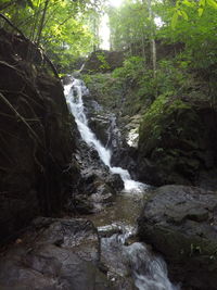 Stream flowing through forest