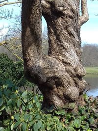 Close-up of tree trunk