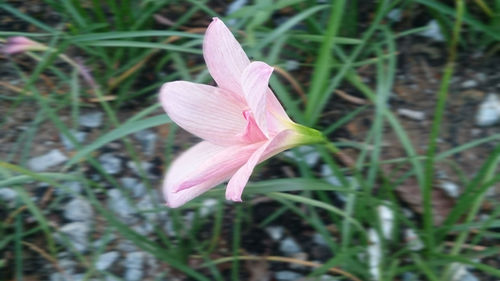 Close-up of pink flower