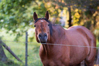 Close-up portrait of horse