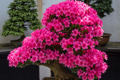 Close-up of pink flowers