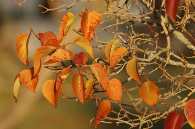 Close-up of orange tree