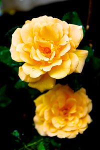 Close-up of yellow rose