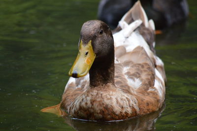 Close-up of swan swimming in lake
