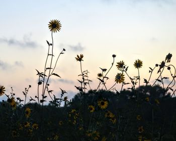 Sunflower morning