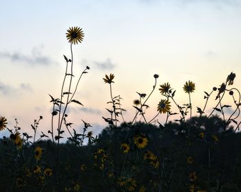 Close-up of yellow flowering plants on field against sky