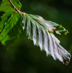 Close-up of leaves on plant