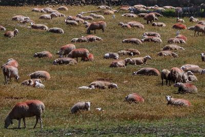 Flock of sheep grazing in field