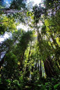 Low angle view of trees