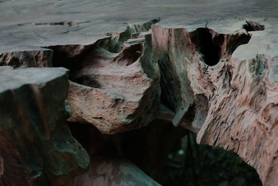 Close-up of damaged tree trunk