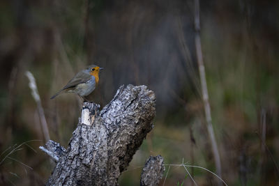 Close-up of bird perching on tree trunk