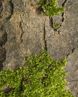 Close-up of moss growing on tree trunk