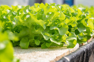 Close-up of fresh green leaves