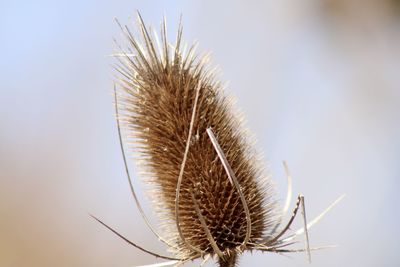 Close-up of dried thistle against sky