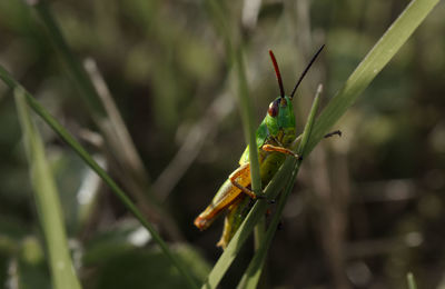 Close-up of insect on plant