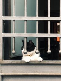 Cat sitting on window sill