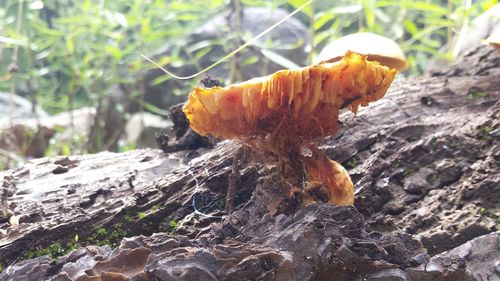 Close-up of plant in forest