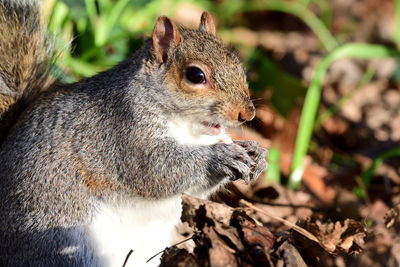 Close up of a grey squirrel  eating a nut