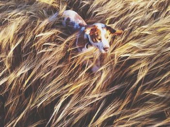 Full length of sheep on field