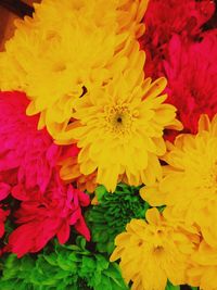 Full frame shot of yellow chrysanthemum