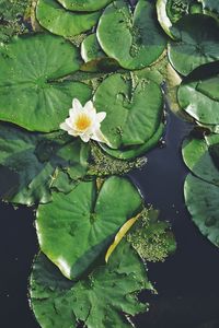 Close-up of lotus water lily in pond