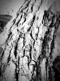 Close-up of tree trunk