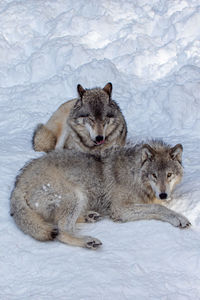 Wolves resting in snow