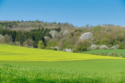 Scenic view of agricultural field against sky